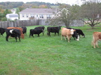 cows 021
